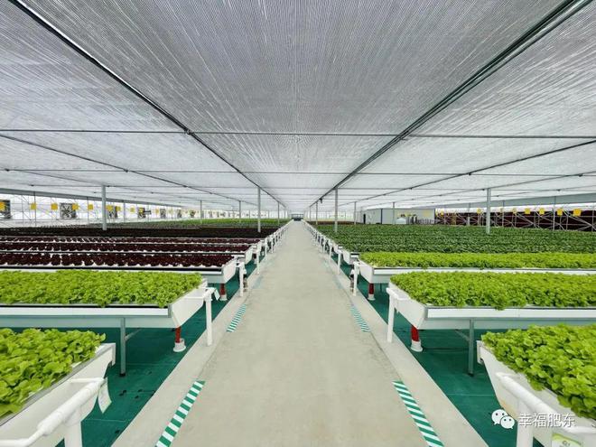 全省首批!肥東縣農產品果蔬種植與農副產品收購雙豐收